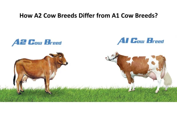 How A2 Cow Breeds Differ from A1 Cow Breeds? | GFO Farming