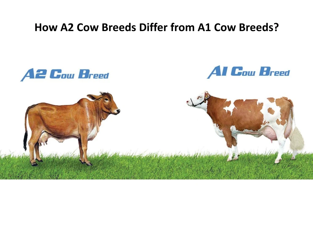 how a2 cow breeds differ from a1 cow breeds