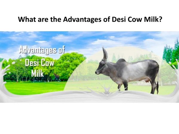 What are the Advantages of Desi Cow Milk? | GFO Farming