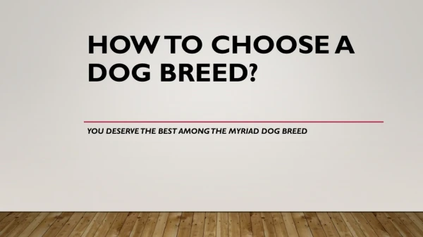 What Dog Breed Is Best For Me?