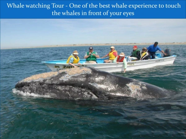 Whale watching Tour - One of the best whale experience to touch the whales in front of your eyes