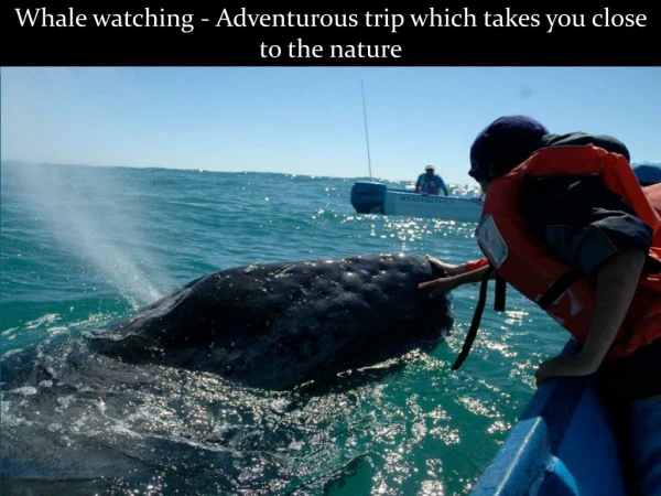 Whale watching - Adventurous trip which takes you close to the nature