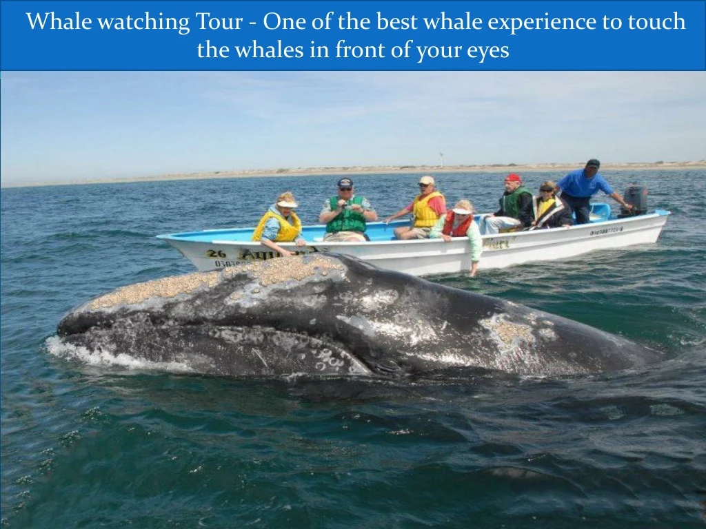 whale watching tour one of the best whale