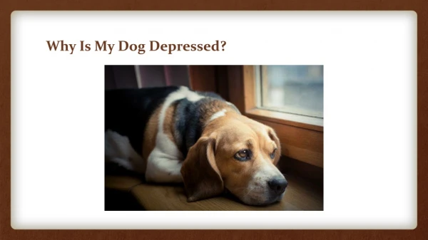 IS MY DOG DEPRESSED OR SICK?