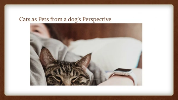 Story of Cats as Pets from a dog’s Perspective
