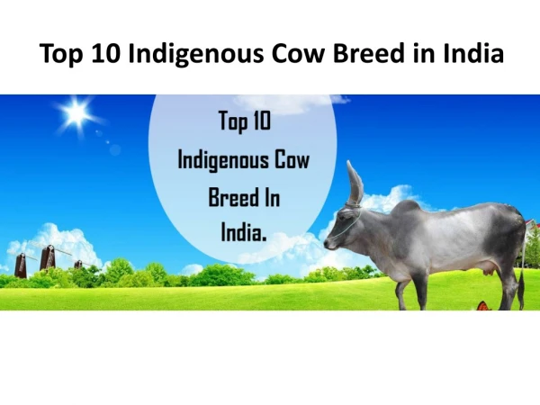 Top 10 Indigenous Cow Breed in India | GFO Farming