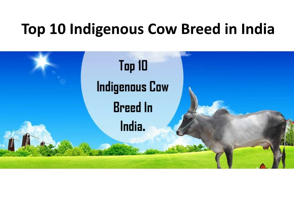 top 10 indigenous cow breed in india