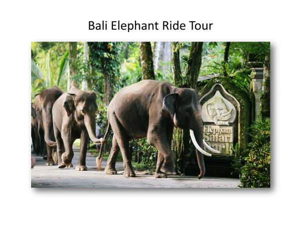 Bali elephant ride tour package from India at the best price-GalaxyTourism