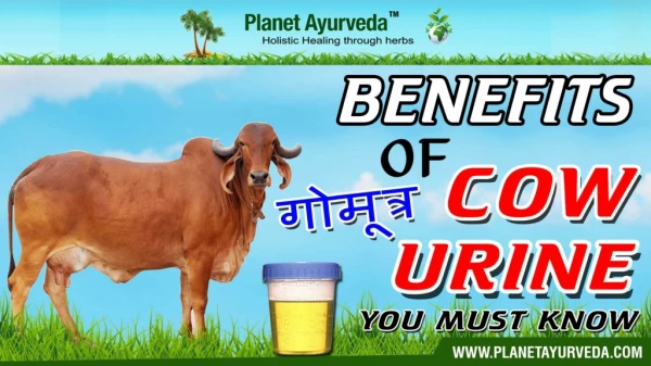 Benefits of cow urine You must Know