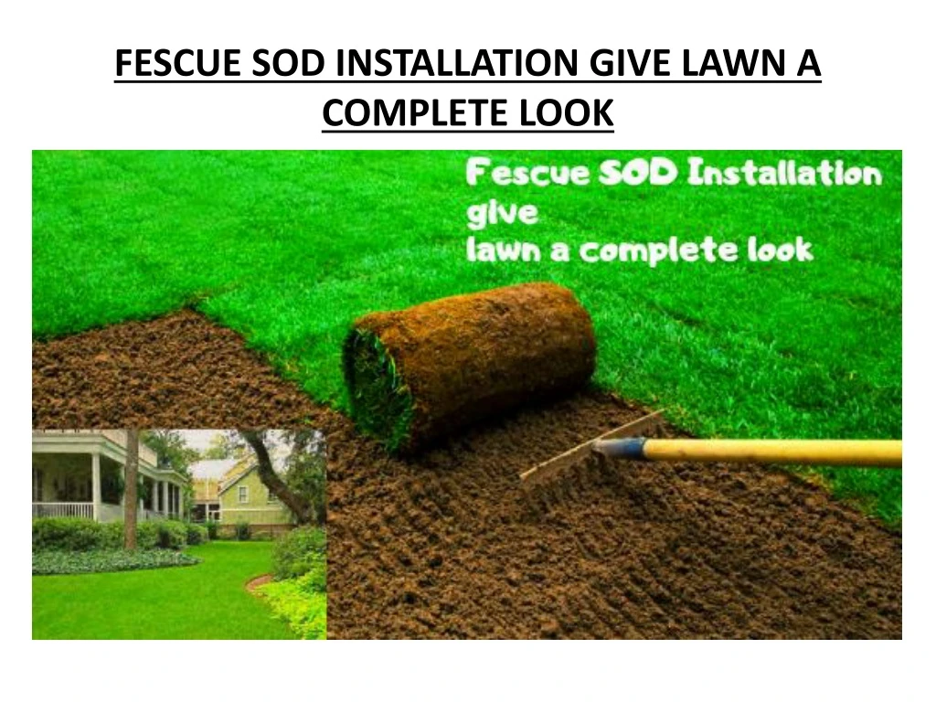 fescue sod installation give lawn a complete look