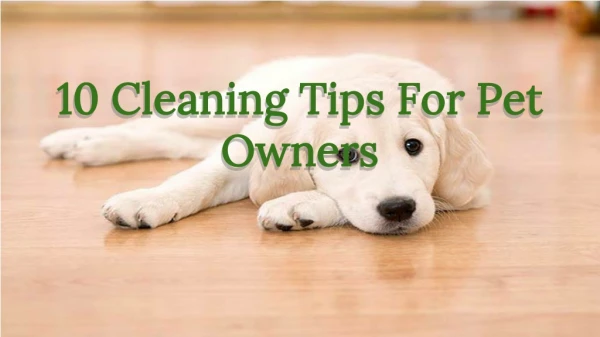 10 Cleaning Tips For Pet Owners
