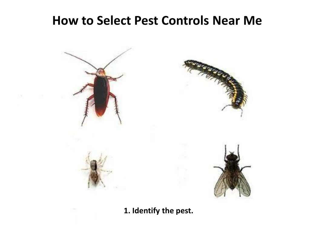 how to select pest controls near me