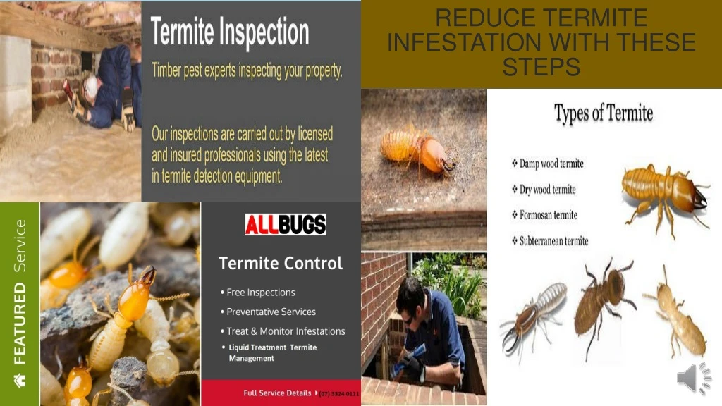 reduce termite infestation with these steps