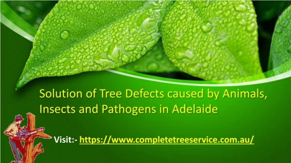 Solution of Tree Defects caused by Animals, Insects and Pathogens in Adelaide