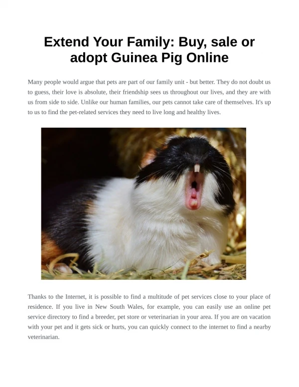 Extend Your Family: Buy, sale or adopt Guinea Pig Online
