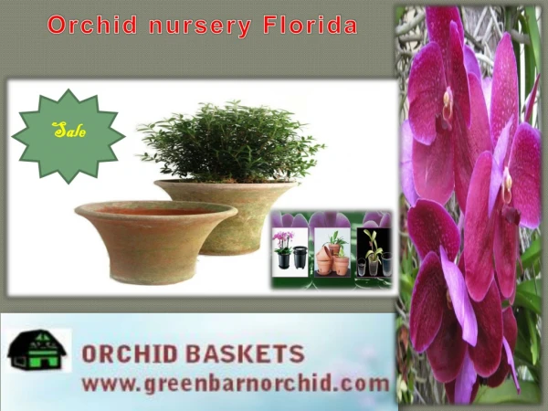 Orchid nursery Florida : Green Barn Orchid Supplies
