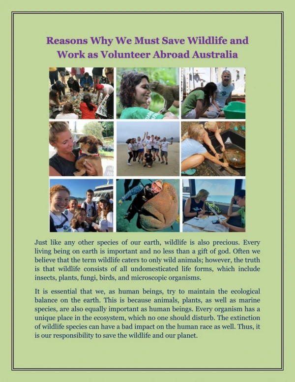 Reasons why we must save Wildlife and Work as Volunteer Abroad Australia