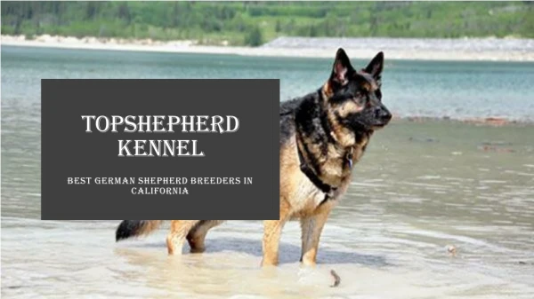 Purebred German Shepherd Puppies For Sale in California