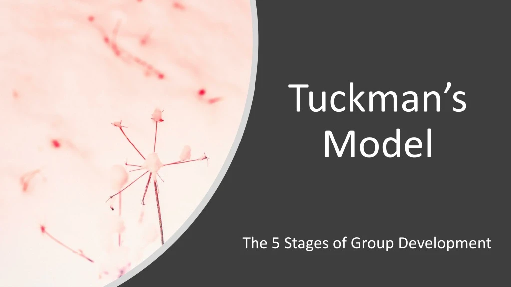 tuckman s model