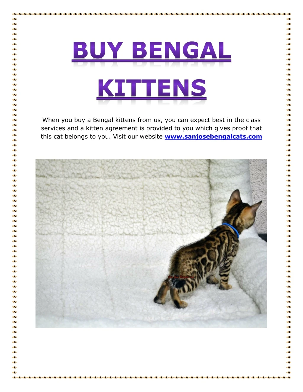 when you buy a bengal kittens from