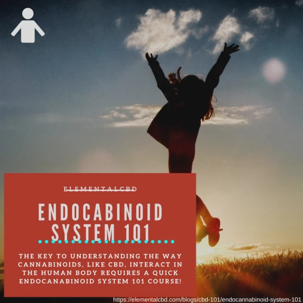 Endocannabinoid System 101 | Elemental CBD