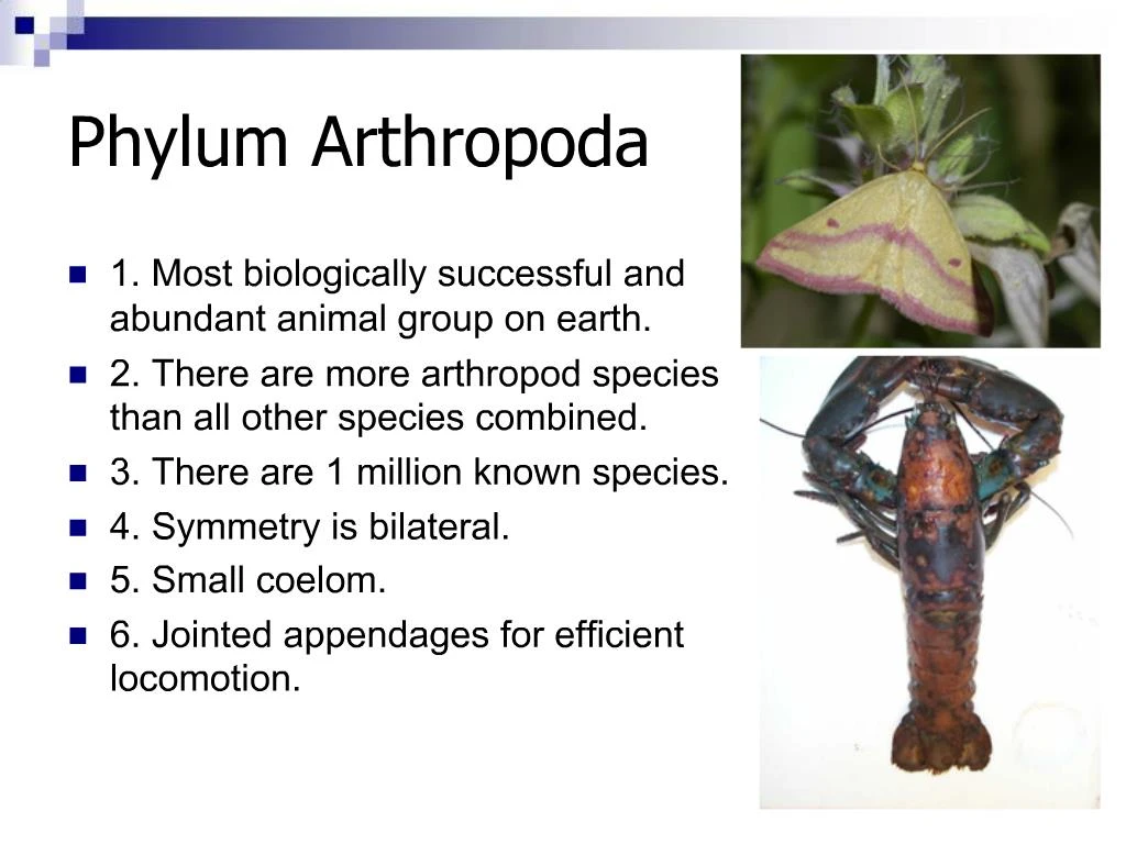 Ppt Phylum Arthropoda Powerpoint Presentation Free Download Id844441 7024