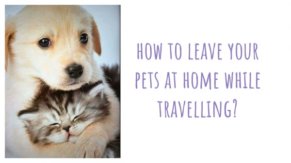 How to leave your pets at home while travelling?