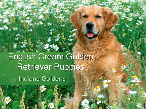 English cream golden retriever puppies for sale : Indiana Goldens