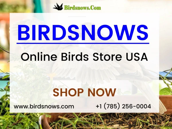 Buy Cute And Beautiful Birds Online At Affordable Price.