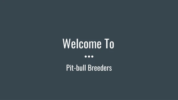 XXl Pitbull Puppies for Sale From Pit-bull Breeders