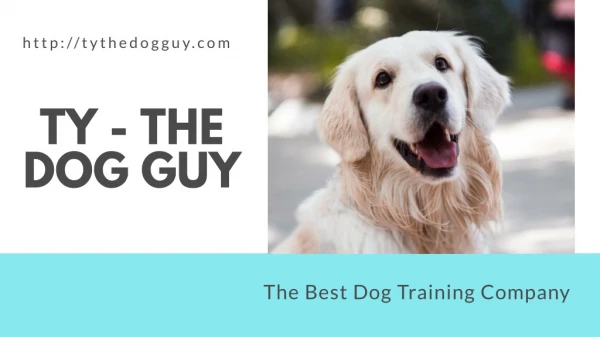 Dog Training Utah | Puppy Training Services in Salt Lake City