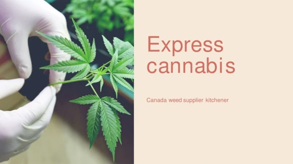 Buy Weed Online Ontario