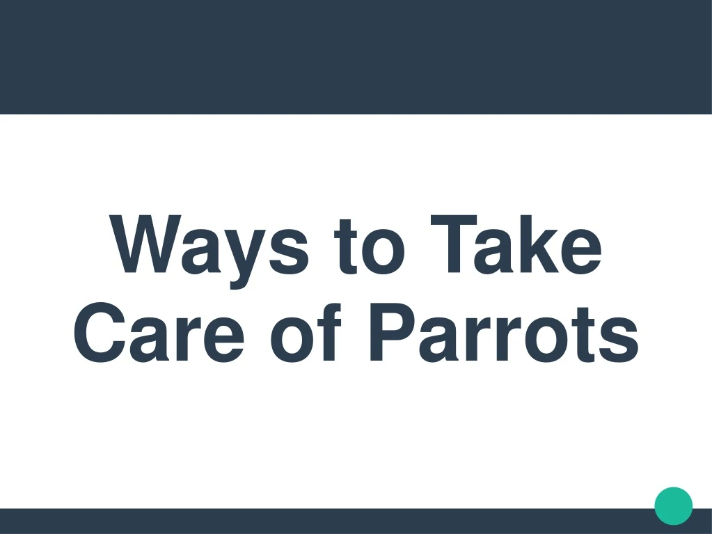ways to take care of parrots