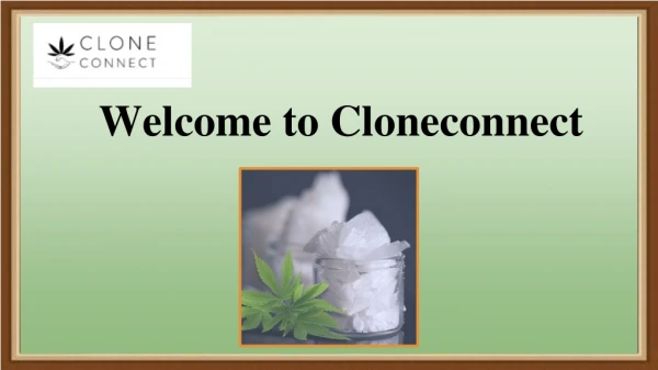 Buy 100% Pure Bulk CBD Isolate for Sale | Clone Connect
