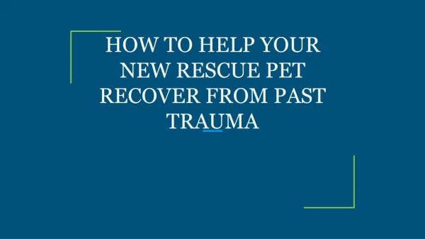 HOW TO HELP YOUR NEW RESCUE PET RECOVER FROM PAST TRAUMA
