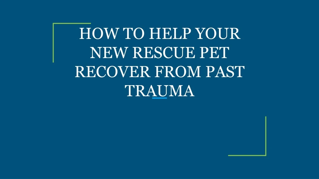 how to help your new rescue pet recover from past trauma