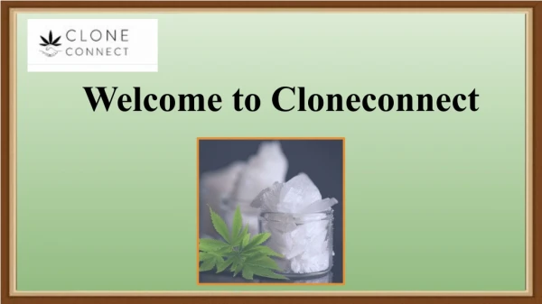 Smokable CBD Hemp Flower at Affordable Price | Clone Connect