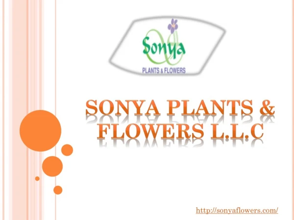Online indoor Plant supplier in Dubai | Sonya Plant & Flowers