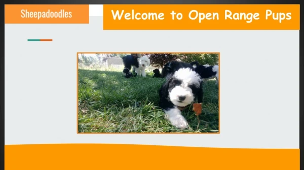 Buy F1 Mini Sheepadoodle Puppies in Colorado | Open Range Pups