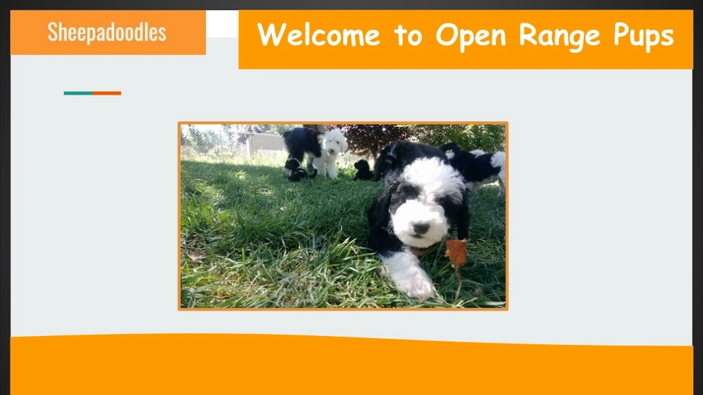 welcome to open range pups