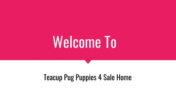 Looking for Teacup Pug for Sale at Cheap Cost
