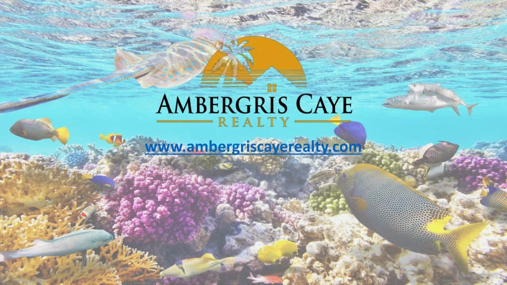 www ambergriscayerealty com