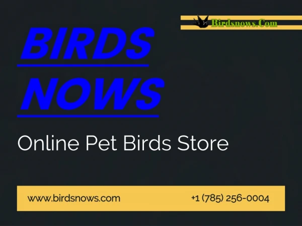 Buy Bird Cages Online At Affordable Price