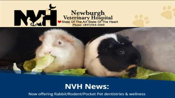 Pet Vet Services Newburgh