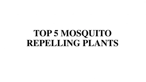 Top 5 mosquito repelling plants..