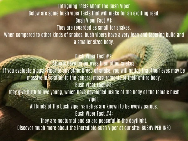 Intriguing Facts About The Bush Viper