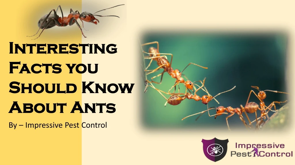 interesting facts you should know about ants