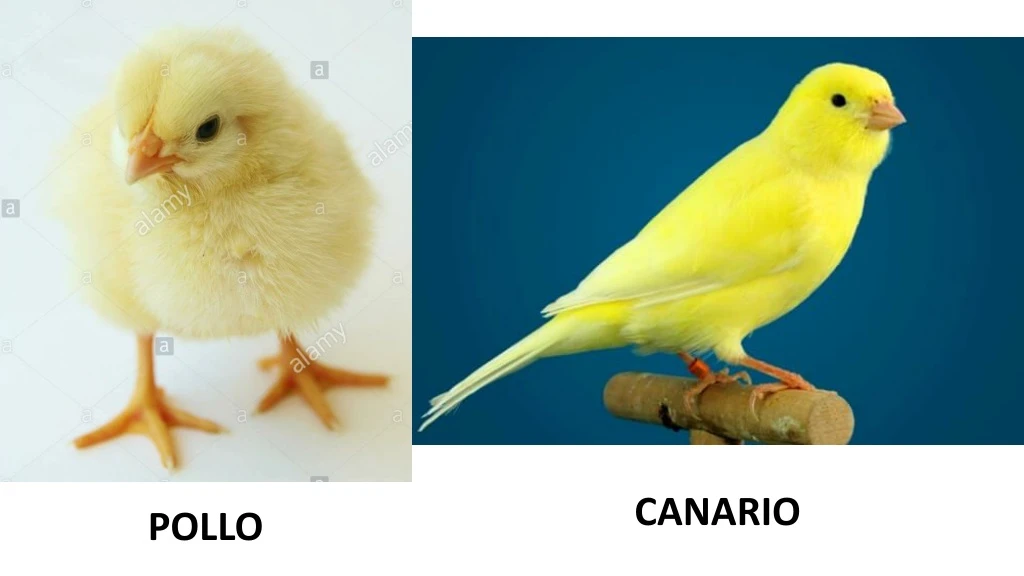 canario