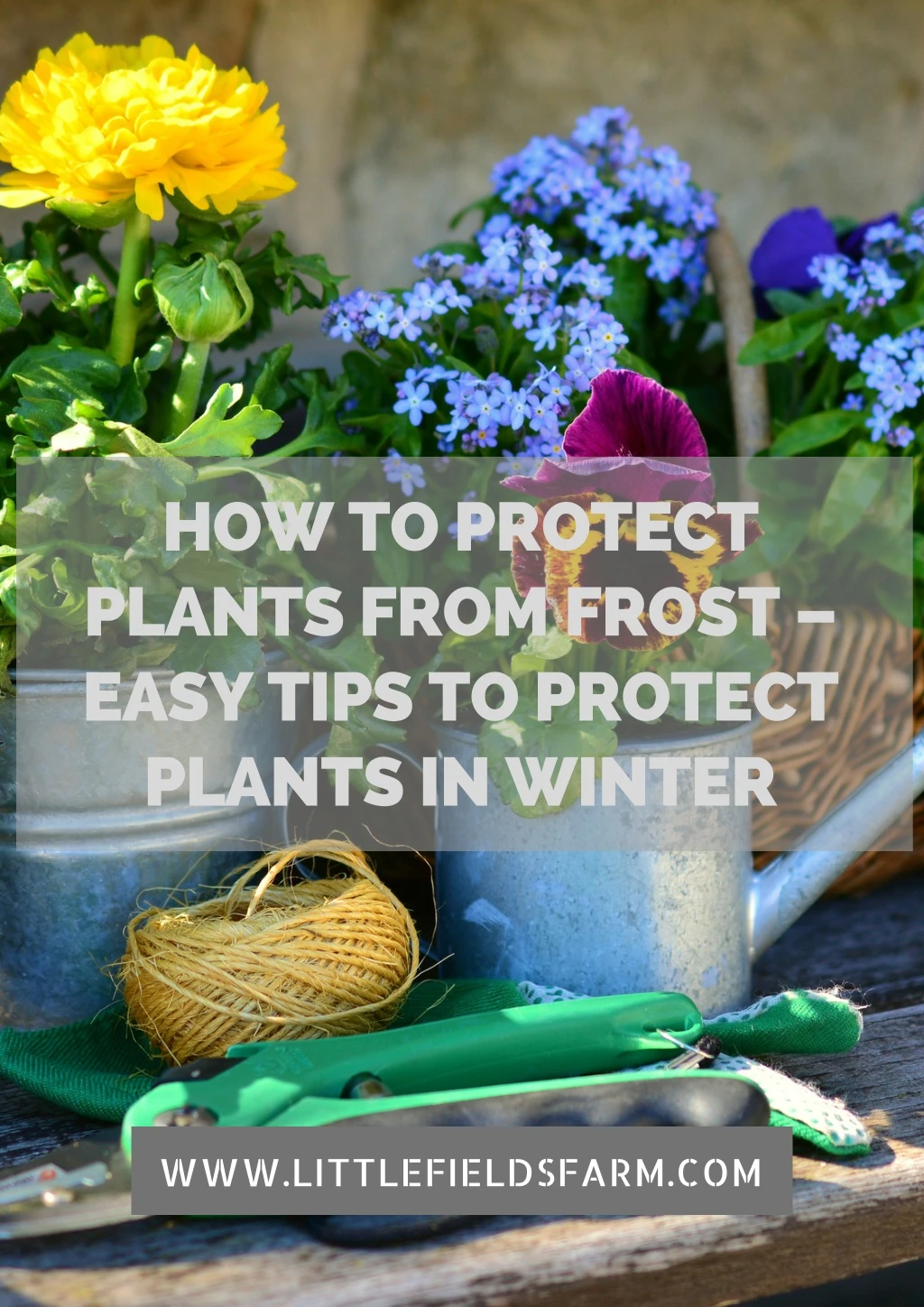 how to protect plants from frost easy tips