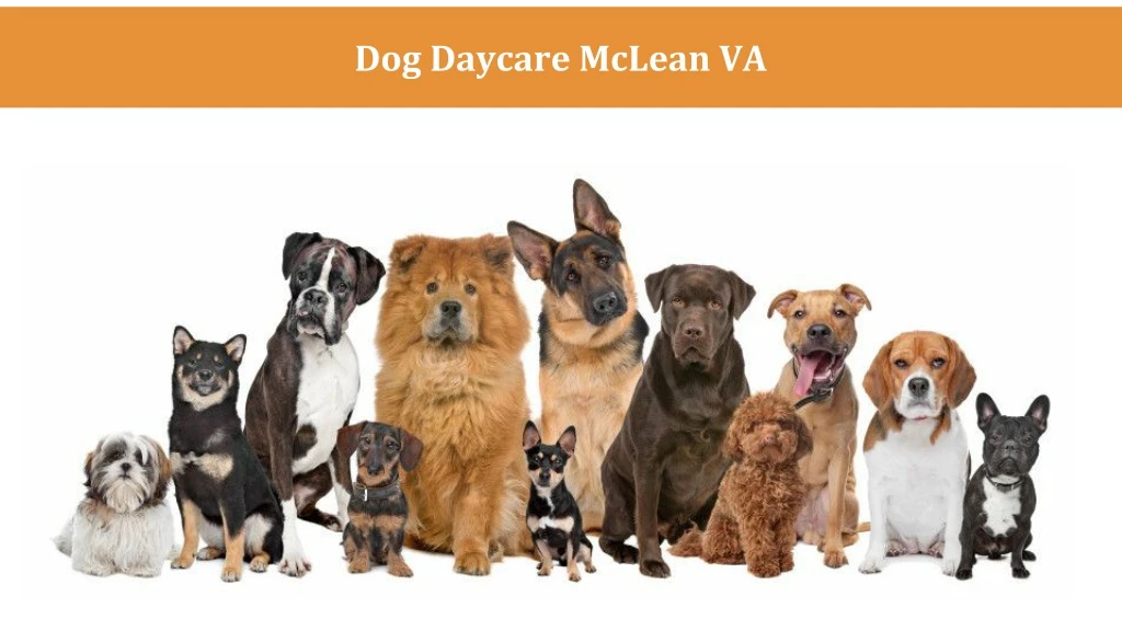 dog daycare mclean va